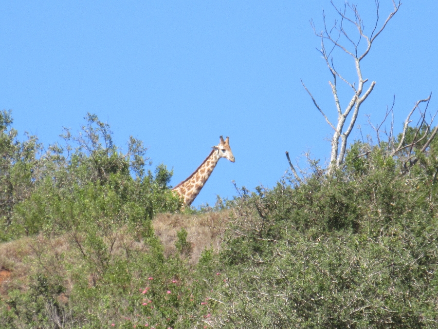 0 Bedroom Property for Sale in Port Alfred Eastern Cape